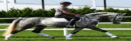 Allround hästar till salu: Presence & Talent - amazing Silesian - Annons 11