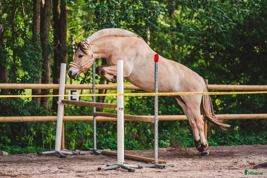 Allround hästar till salu: Välutbildad valack som älskar att hoppa i Skövde - Annons 5
