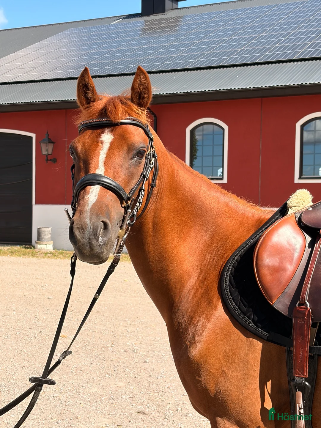 Allround hästar till salu: Lovande hopp ponny  - Annons 2