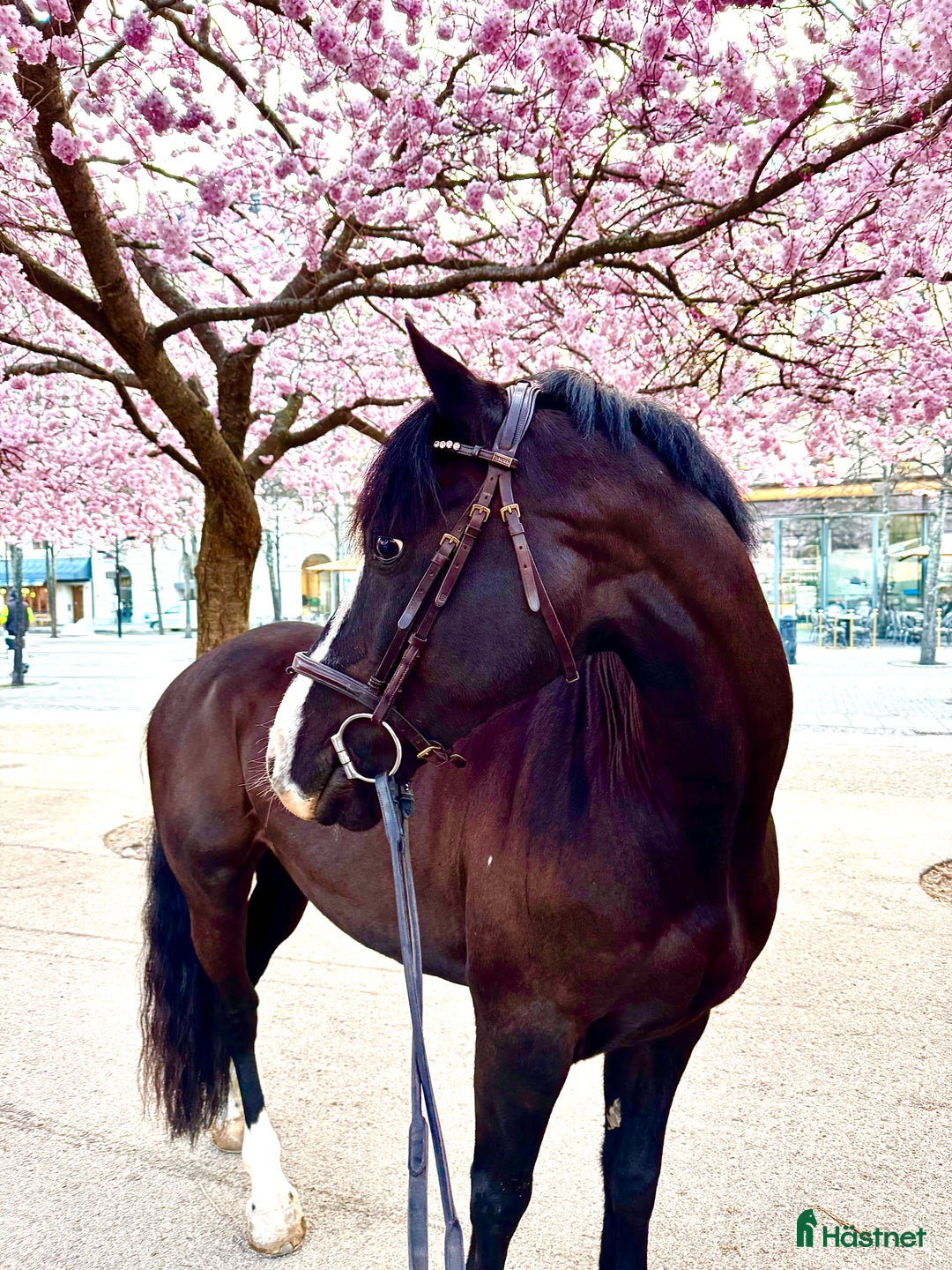 Dressyr hästar till salu: Drömponny med stor framtid i Rimbo - Annons 4