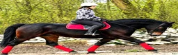 Allround hästar till salu: Stunning Lady in Red for everybody - Annons 1