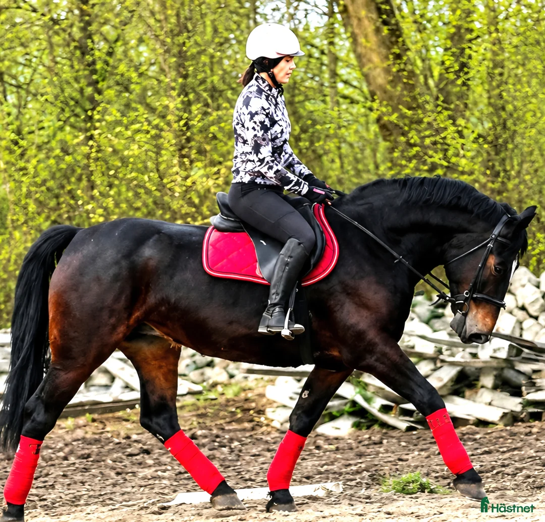 Allround hästar till salu: Stunning Lady in Red for everybody - Annons 1