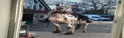 Allround hästar till salu: Snäll och vacker tonåring säljes i Höganäs - Annons 3