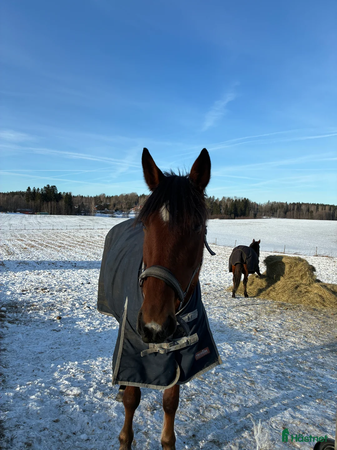 Allround hästar till salu: Ung ridtravare  - Annons 3