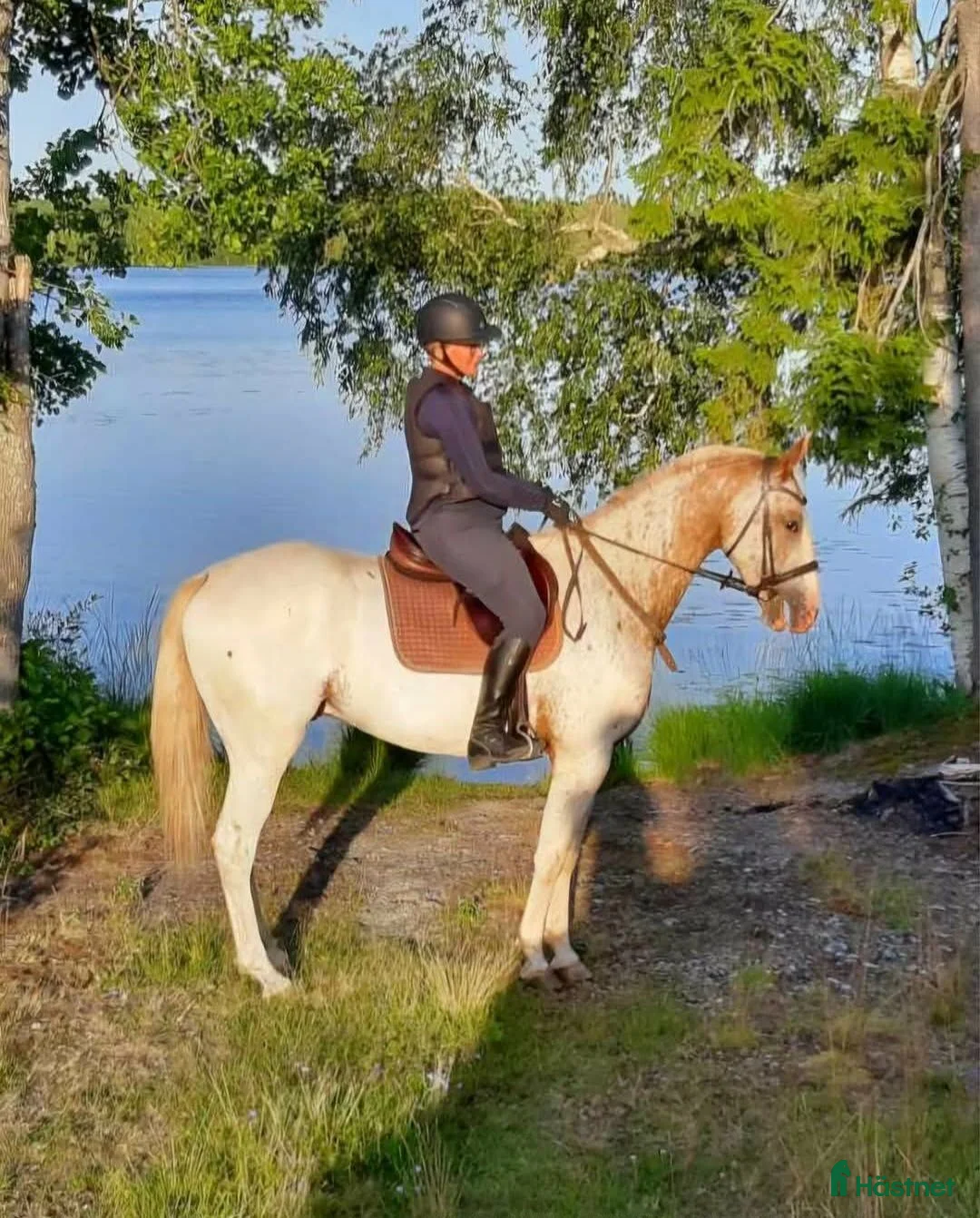 Allround hästar till salu: Trevlig Knabstrupper med stort hjärta. - Annons 2