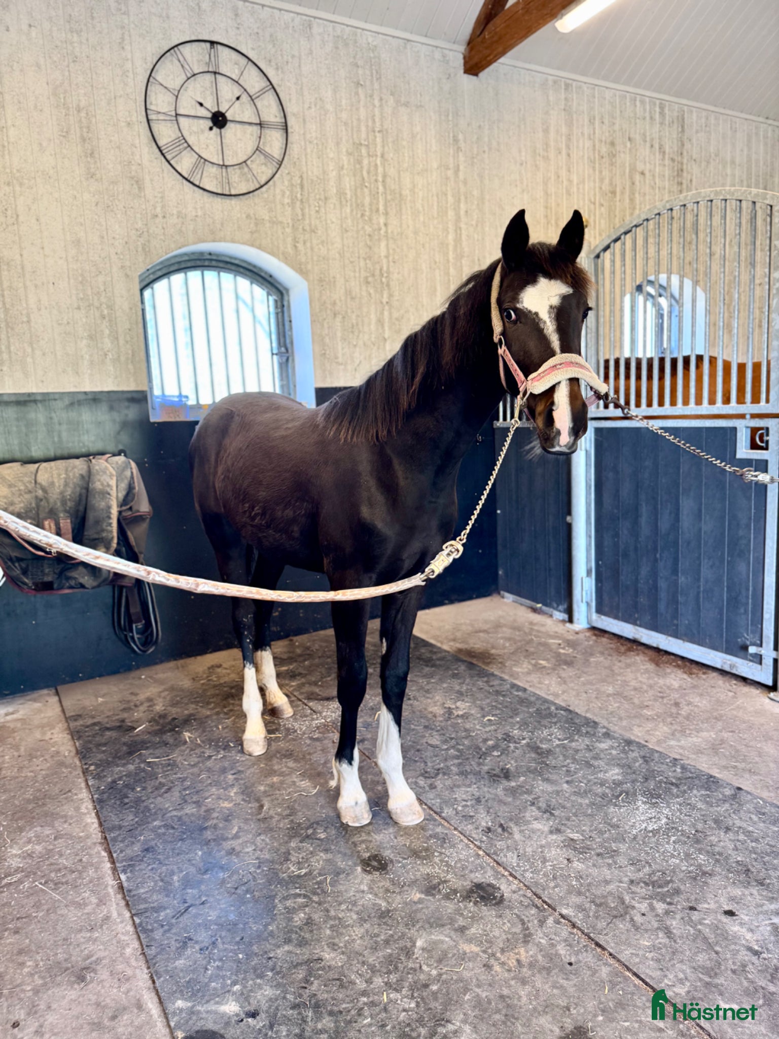  hästar Vacker åring efter Oneofakind - Annons 7