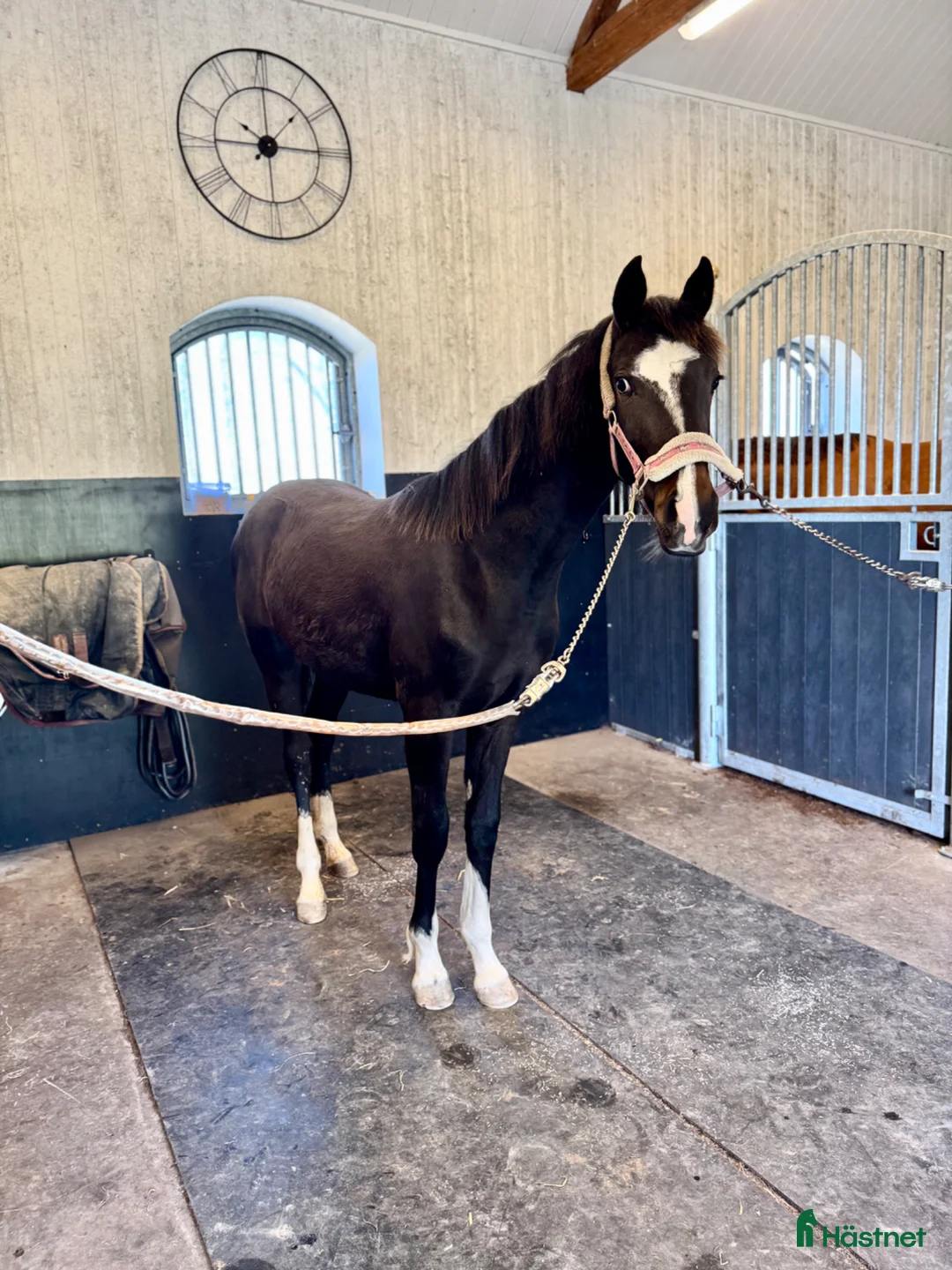 Dressyr hästar till salu: Vacker åring efter Oneofakind i Svanesund - Annons 1