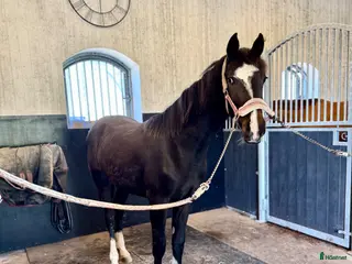 hästar Vacker åring efter Oneofakind - Annons 7