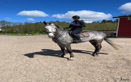 Hoppning hästar till salu: Tävlingshäst för framtiden  i Billdal - Bild 3