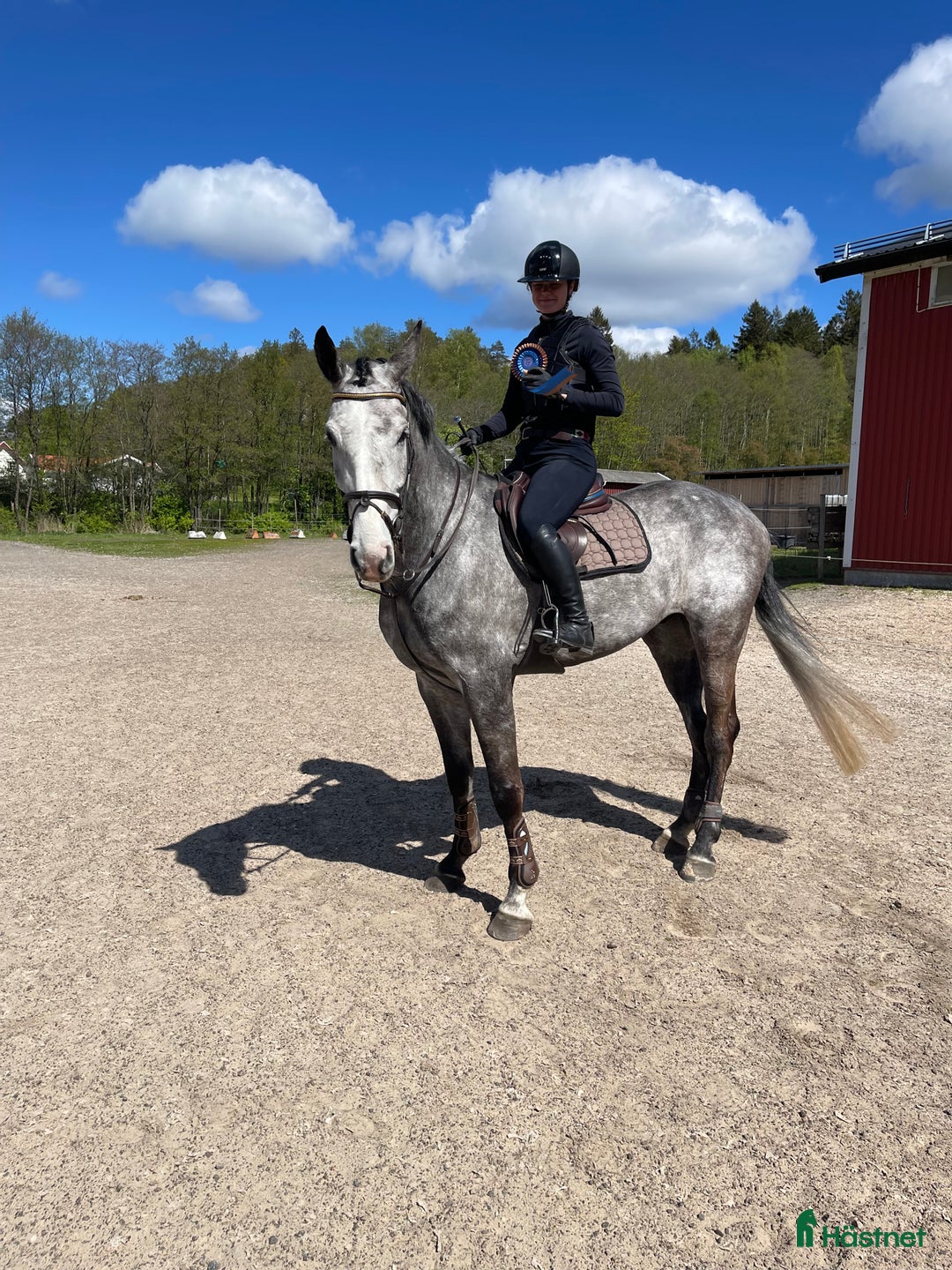 Hoppning hästar till salu: Tävlingshäst för framtiden  i Billdal - Bild 3