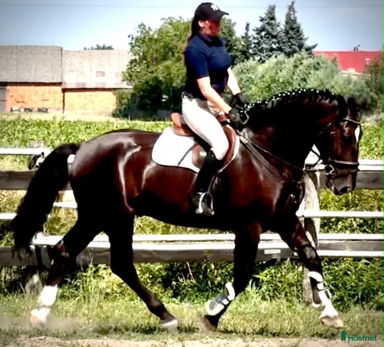  hästar 6 yo Silesian Gelding–Family & Recreational Horse - Annons 1
