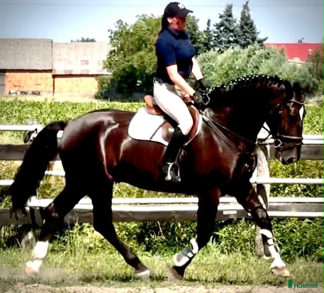 Allround hästar till salu: 6 yo Silesian Gelding–Family & Recreational Horse - Annons 1