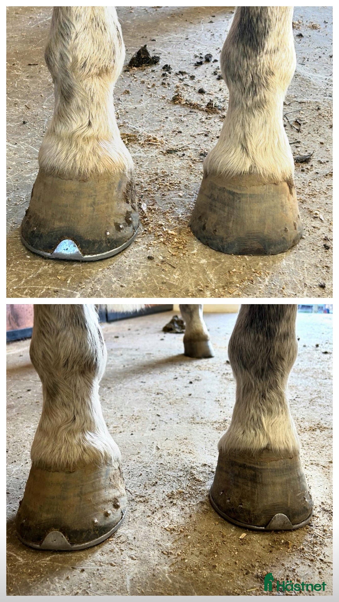  stallplats finnes: Hjälp med tappskor / enklare justeringar i Borås - Annons 2