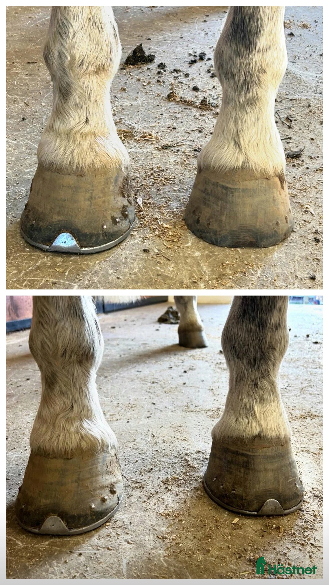  stallplats finnes: Hjälp med tappskor / enklare justeringar i Borås - Annons 2