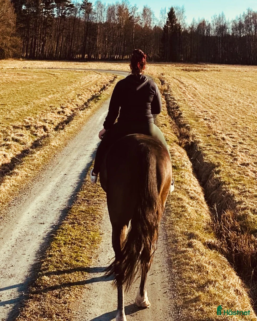 Fälttävlan hästar till salu: Min stjärna  - Annons 17