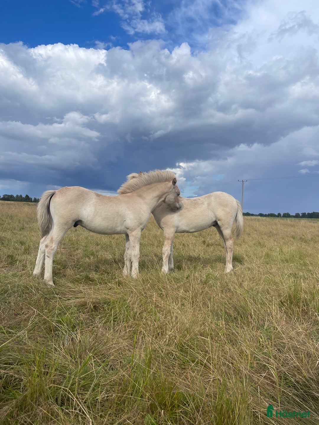 Avelshästar hästar till salu: 1 rödblackt hingstföl i Trollhättan - Annons 2