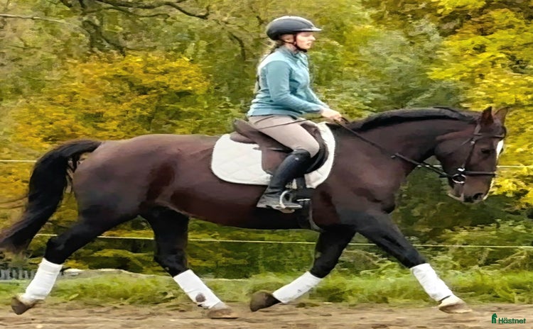  hästar i Örsundsbro - Annons 4