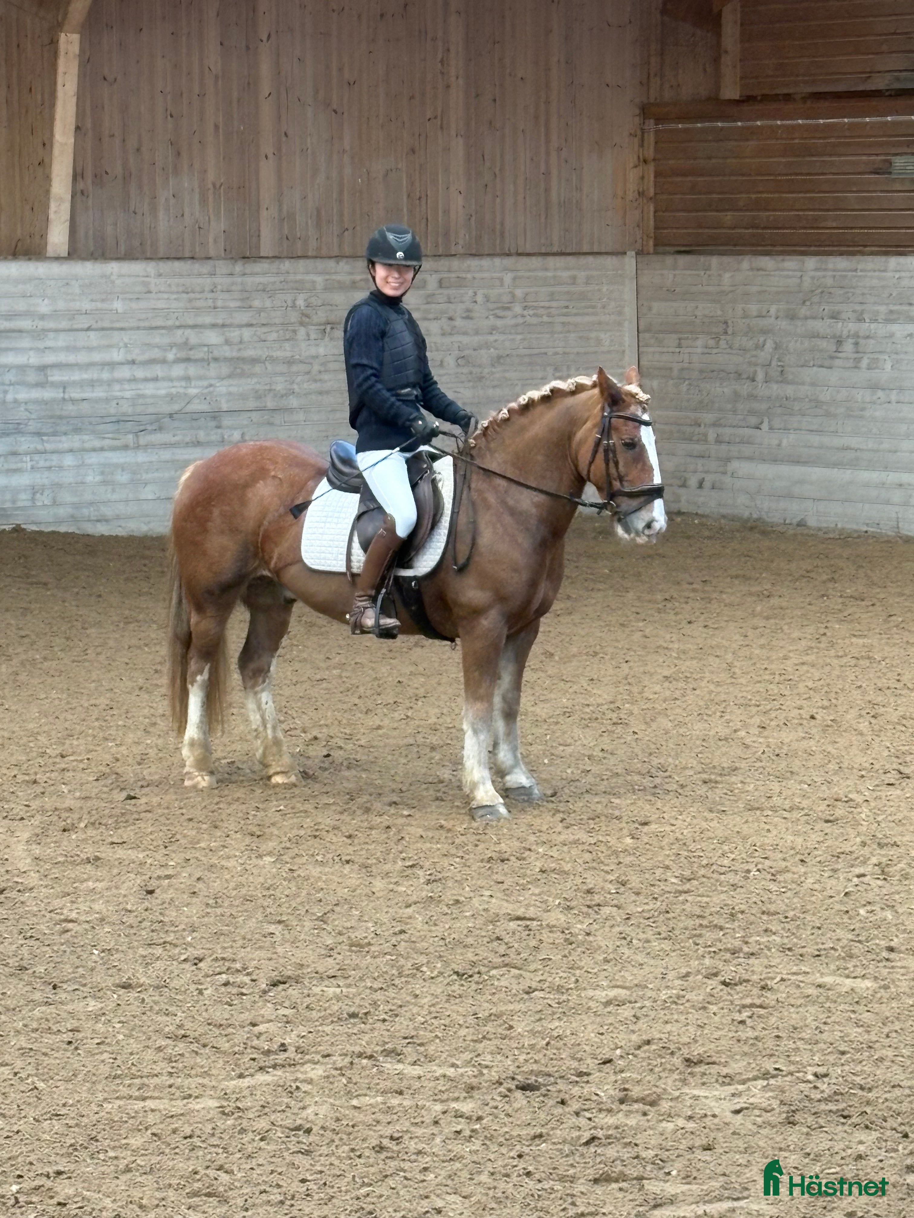  hästar En riktig bästa vän i Kungsängen - Annons 5