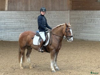 hästar En riktig bästa vän i Kungsängen - Annons 16