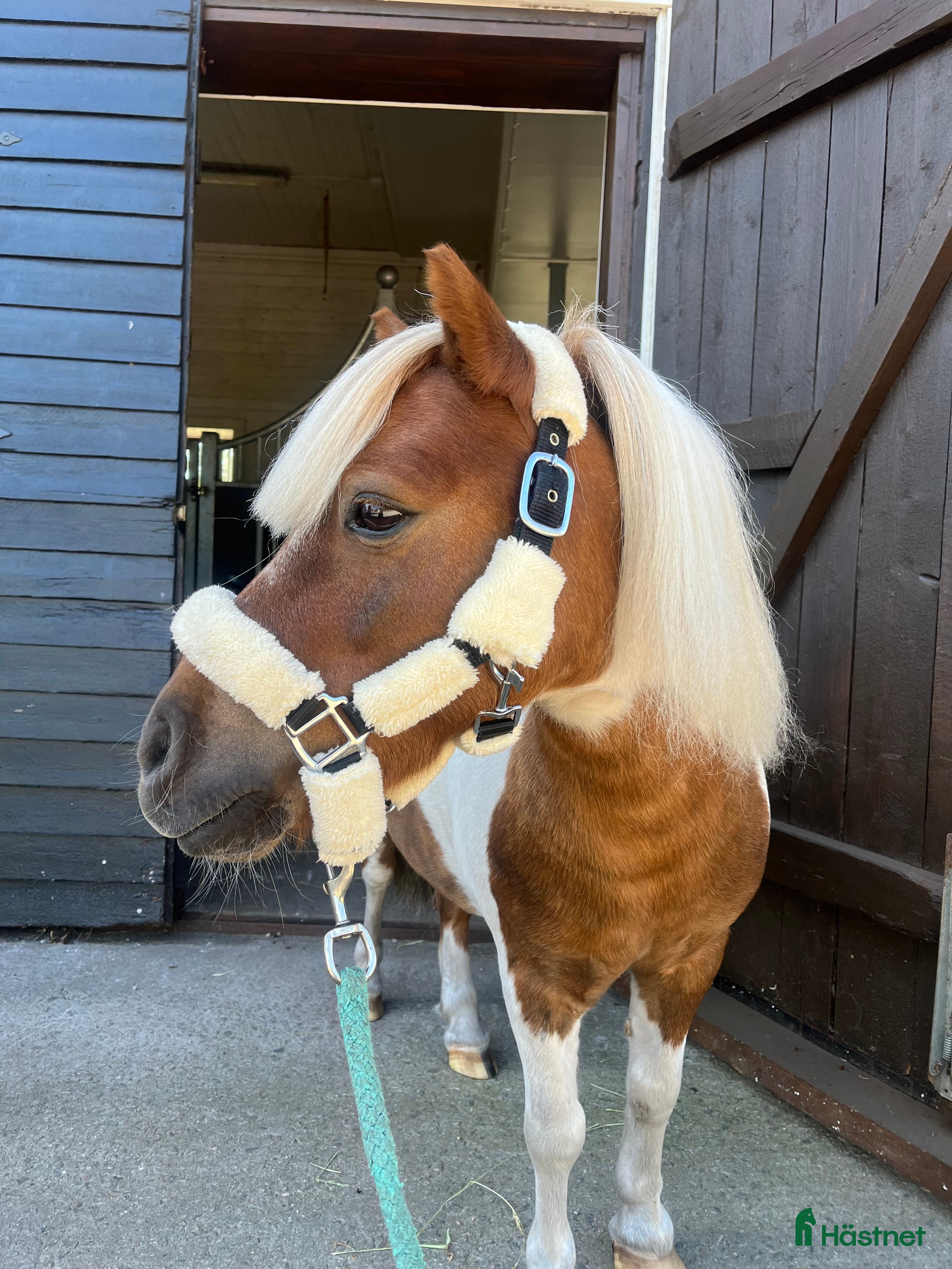  hästar Bästa lekfarbrorn  - Annons 3