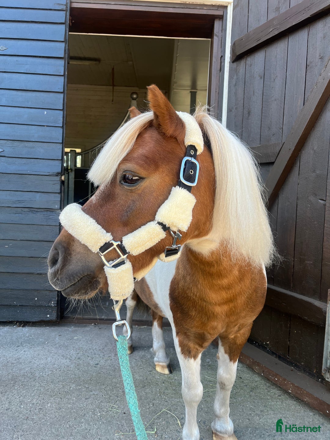 Allround hästar till salu: Bästa lekfarbrorn  i Svenljunga - Annons 7