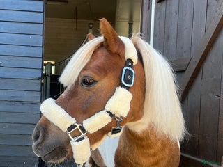 hästar Bästa lekfarbrorn - Annons 12