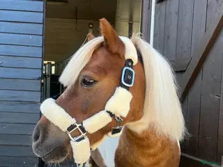 hästar Bästa lekfarbrorn - Annons 8