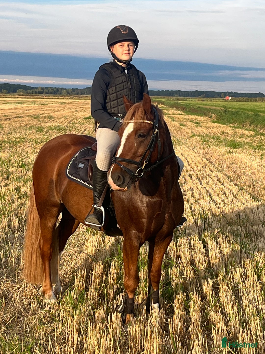 Fälttävlan hästar till salu: En av Sveriges högst rankade b-ponny i fälttävlan i Kumla - Annons 2