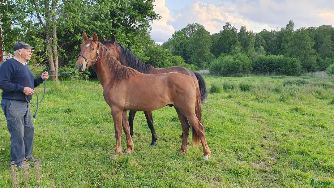 Hoppning hästar till salu: Tvååringar för hopp & fälttävlan i Lammhult - Annons 2