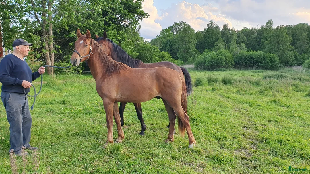 Hoppning hästar till salu:  Treåringar för hopp & fälttävlan - Annons 2