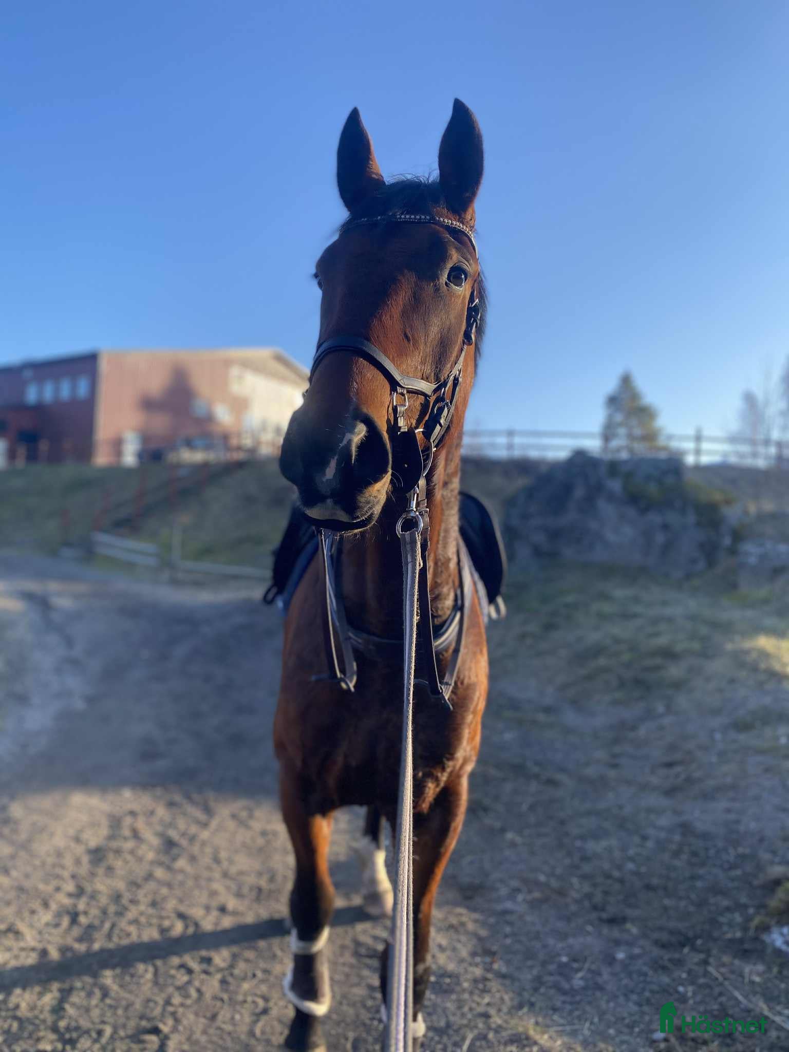  hästar Trevlig valack  - Annons 1