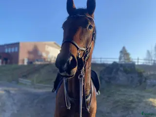 hästar Trevlig valack - Annons 1