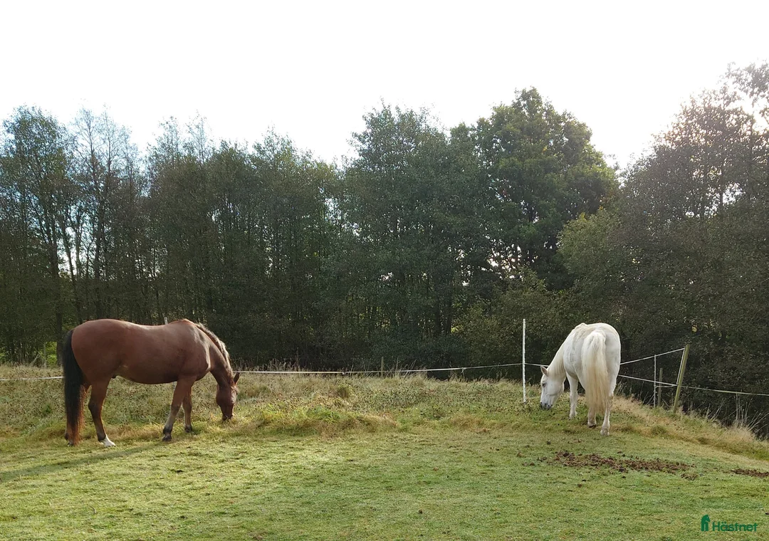  stallplats finnes: Sommarbete i Halland - Annons 2