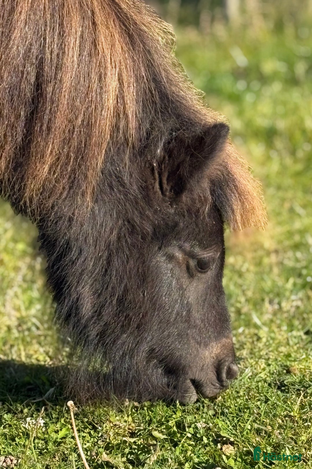 Sällskap hästar till salu: Shetlandsponny Ston i Nyköping - Annons 8