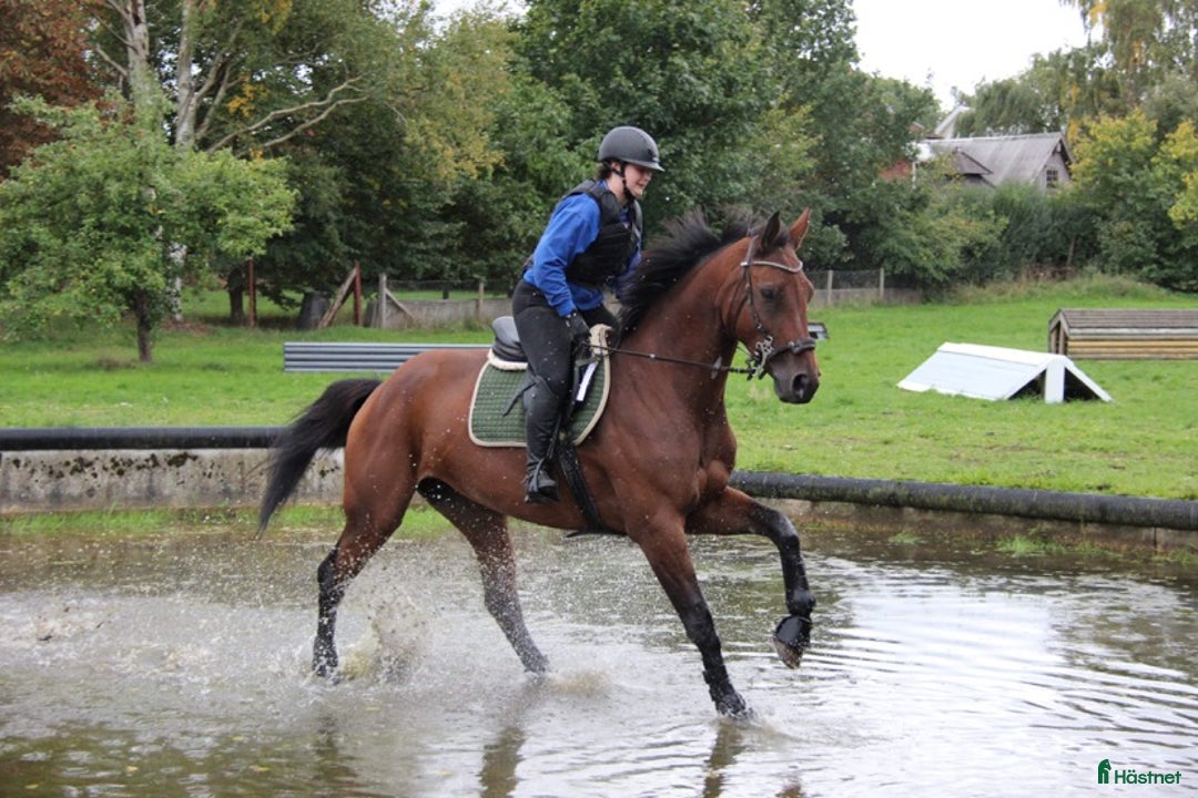 Avelshästar hästar till salu: Avelsto i Degeberga - Annons 2