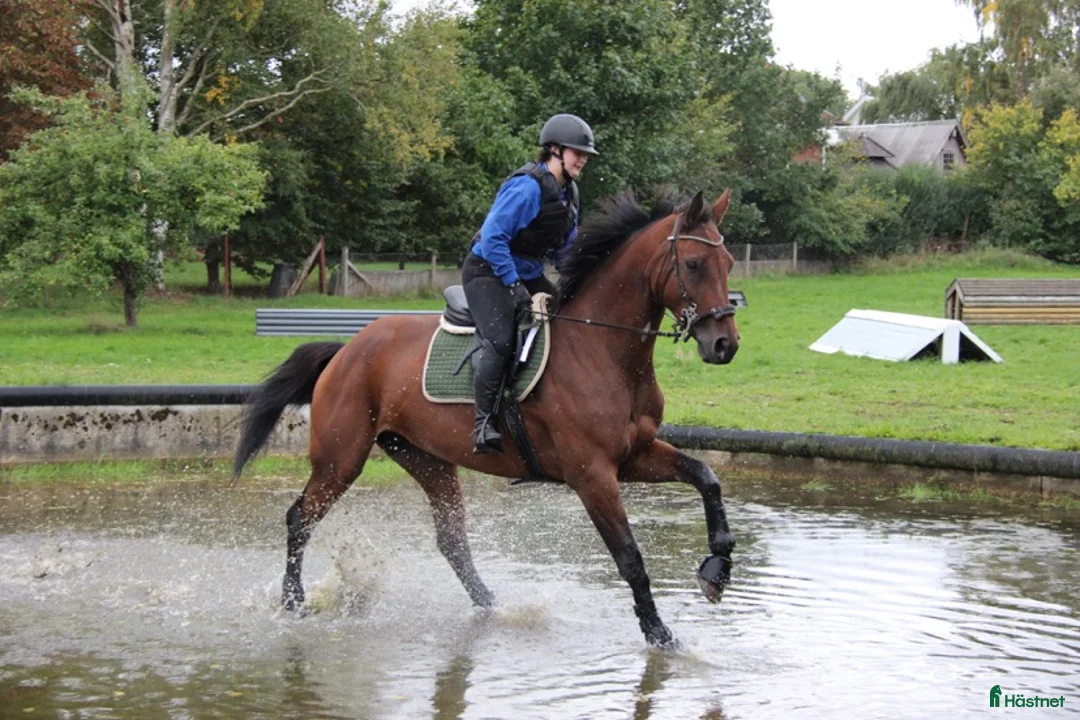 Avelshästar hästar till salu: Avelsto i Degeberga - Annons 2