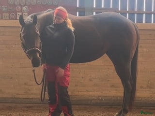 hästservice Horsemanship, lastning, trygg häst, tillridning mm i Nyköping - Annons 3