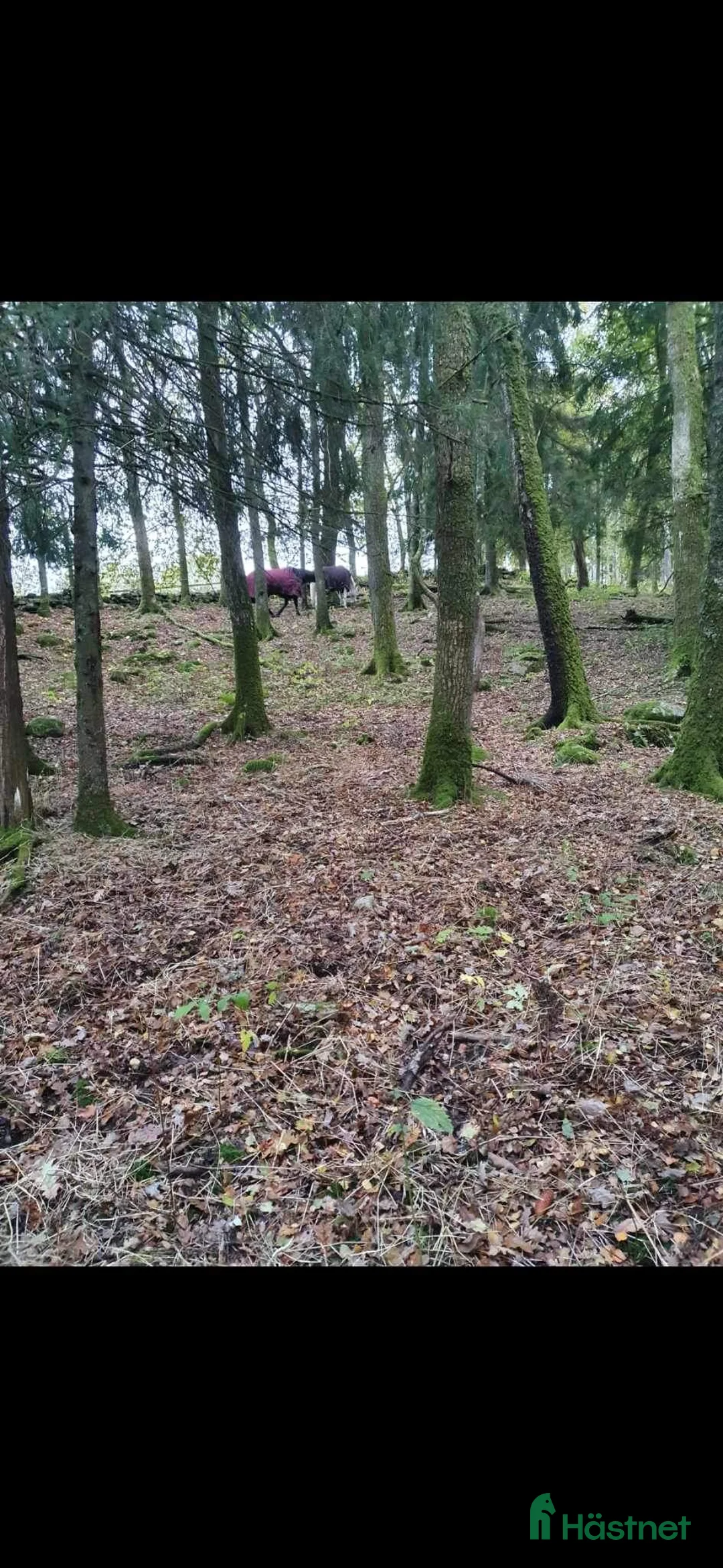  stallplats finnes: Mysig Lösdrift i lindome  - Annons 9