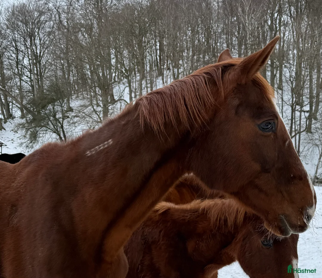 Trav hästar till salu: Fint fölsto dräktig med Barack Face - Annons 2