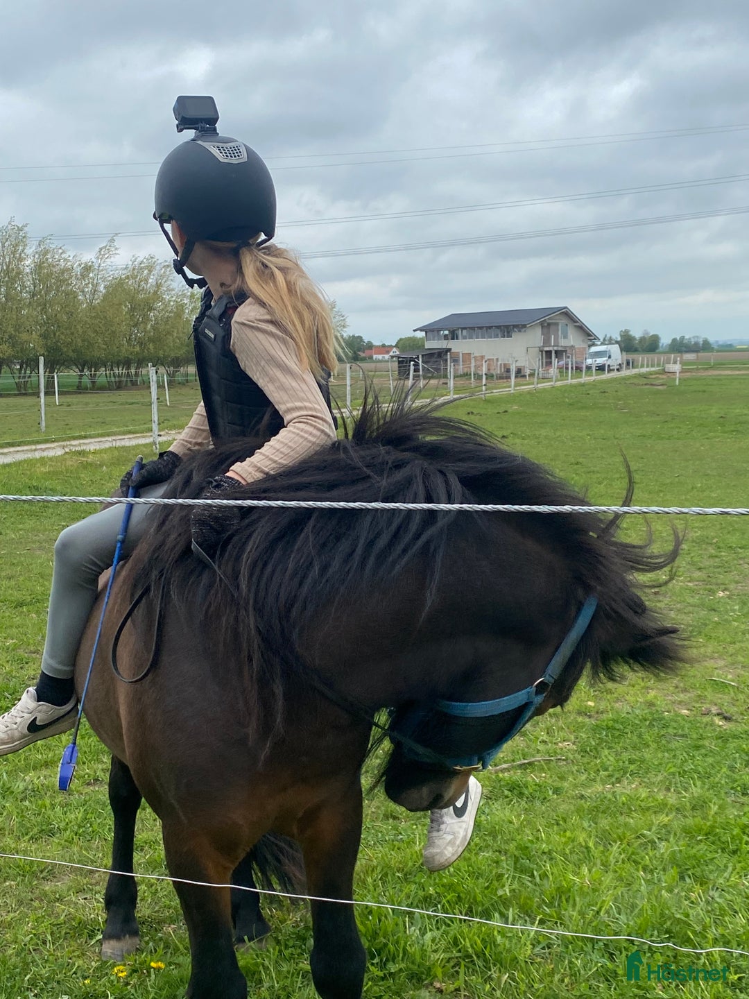  foderhäst finnes: Islandshingst i Kävlinge - Annons 4