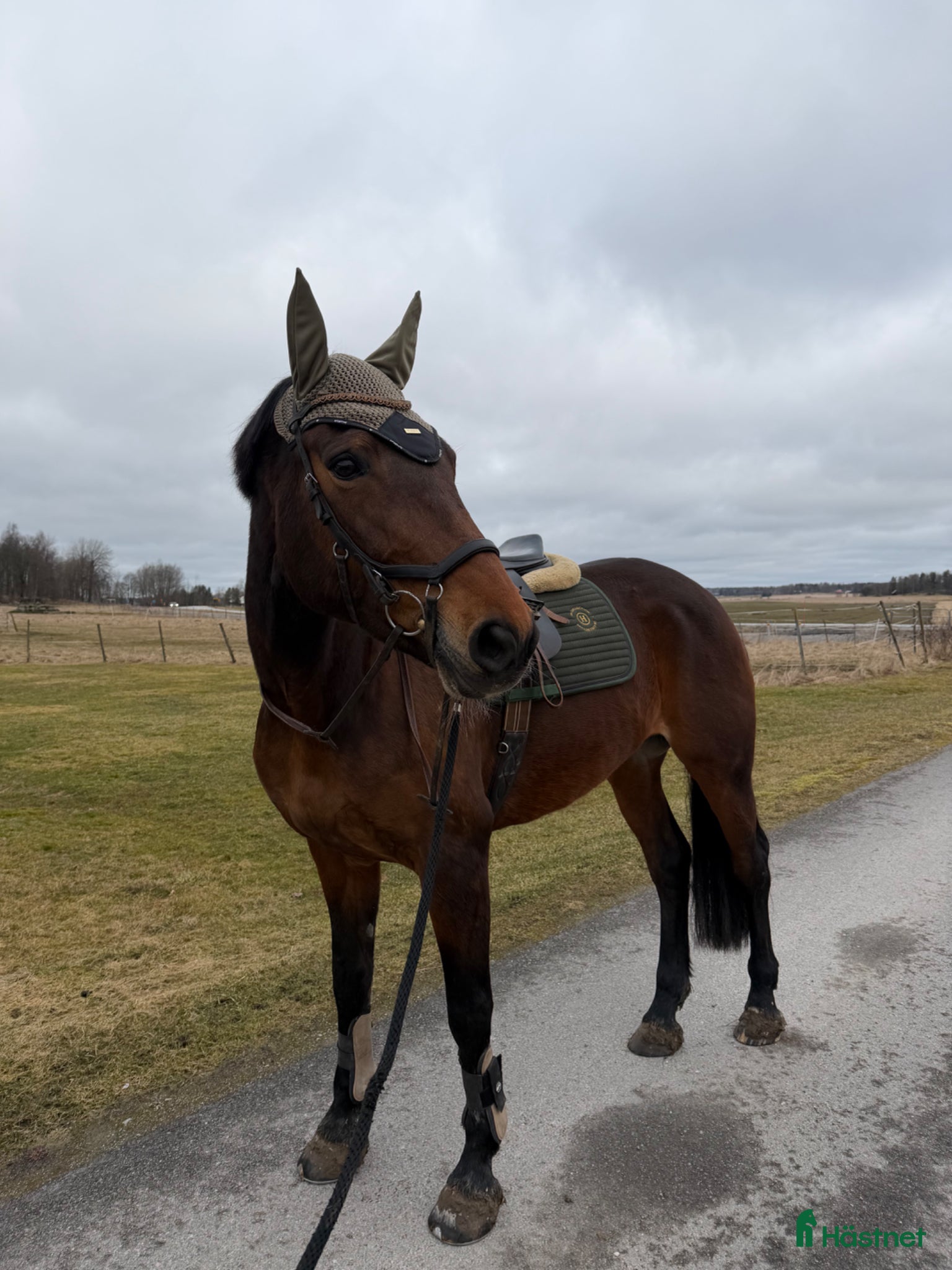  hästar Fin allround häst - Annons 1