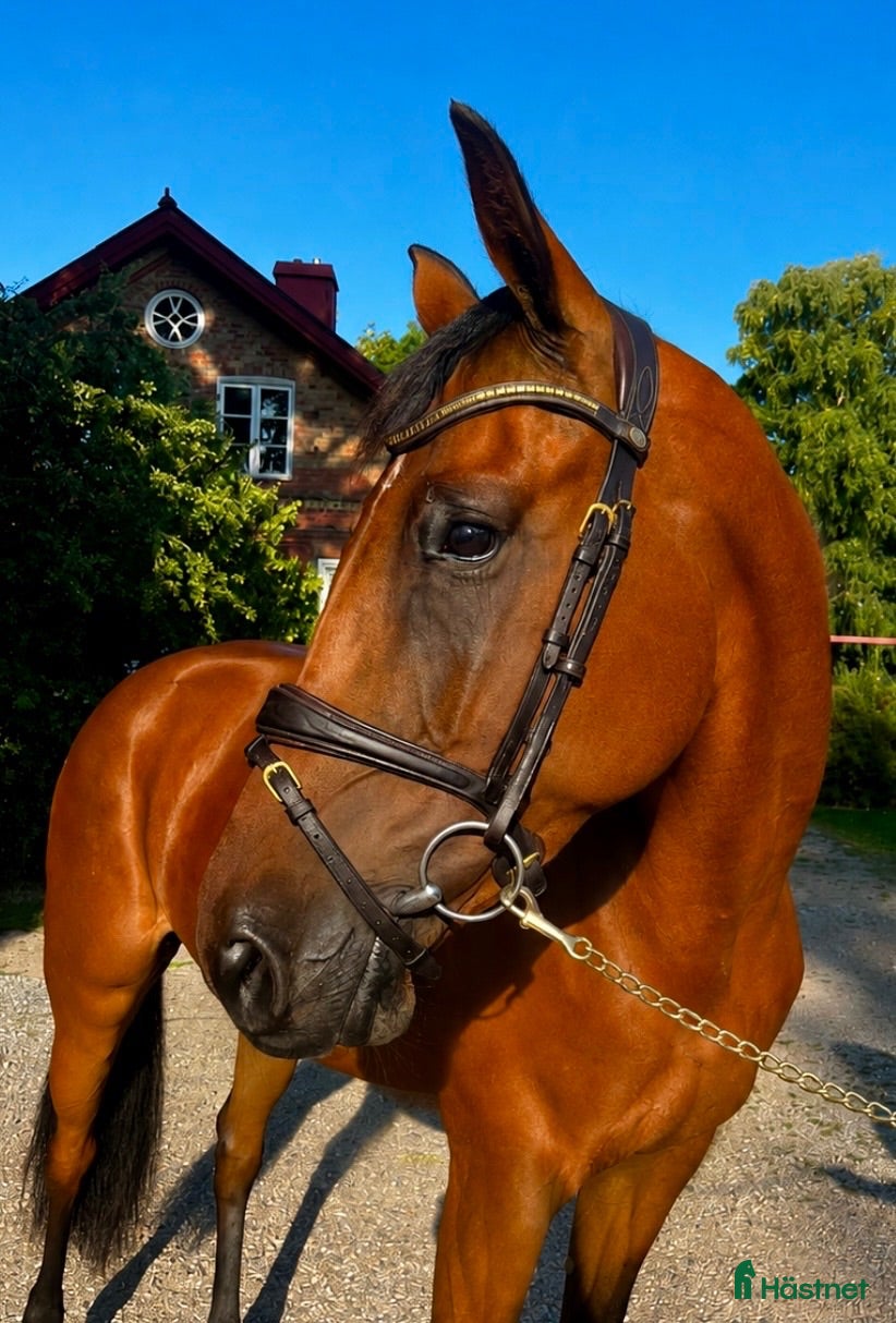  hästar Framtida stjärna! - Annons 2