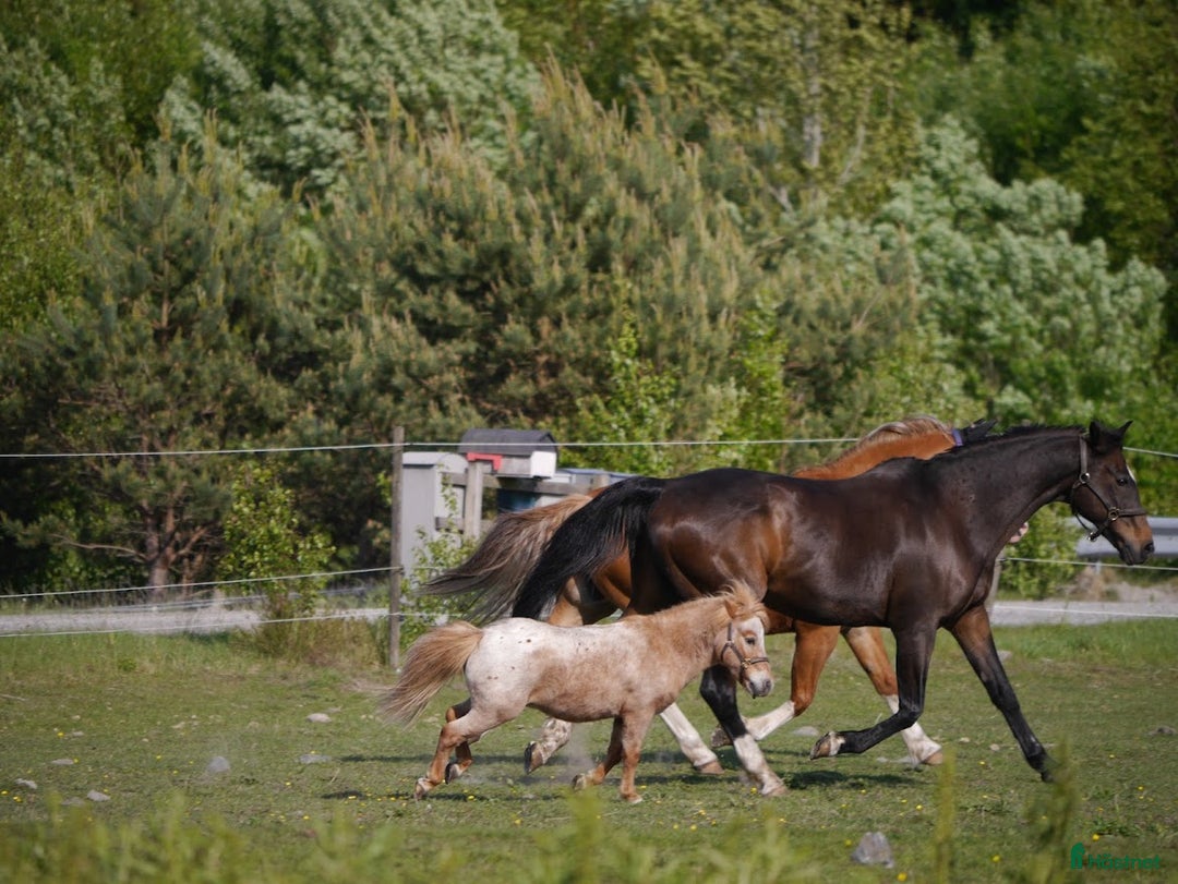 Allround hästar till salu: Rolig minikille i Nygård - Annons 6