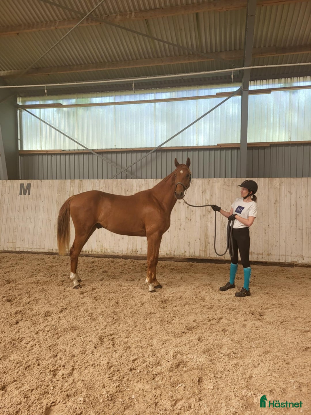Dressyr hästar till salu: Lovande unghäst med meriterade syskon i Skurup - Annons 3