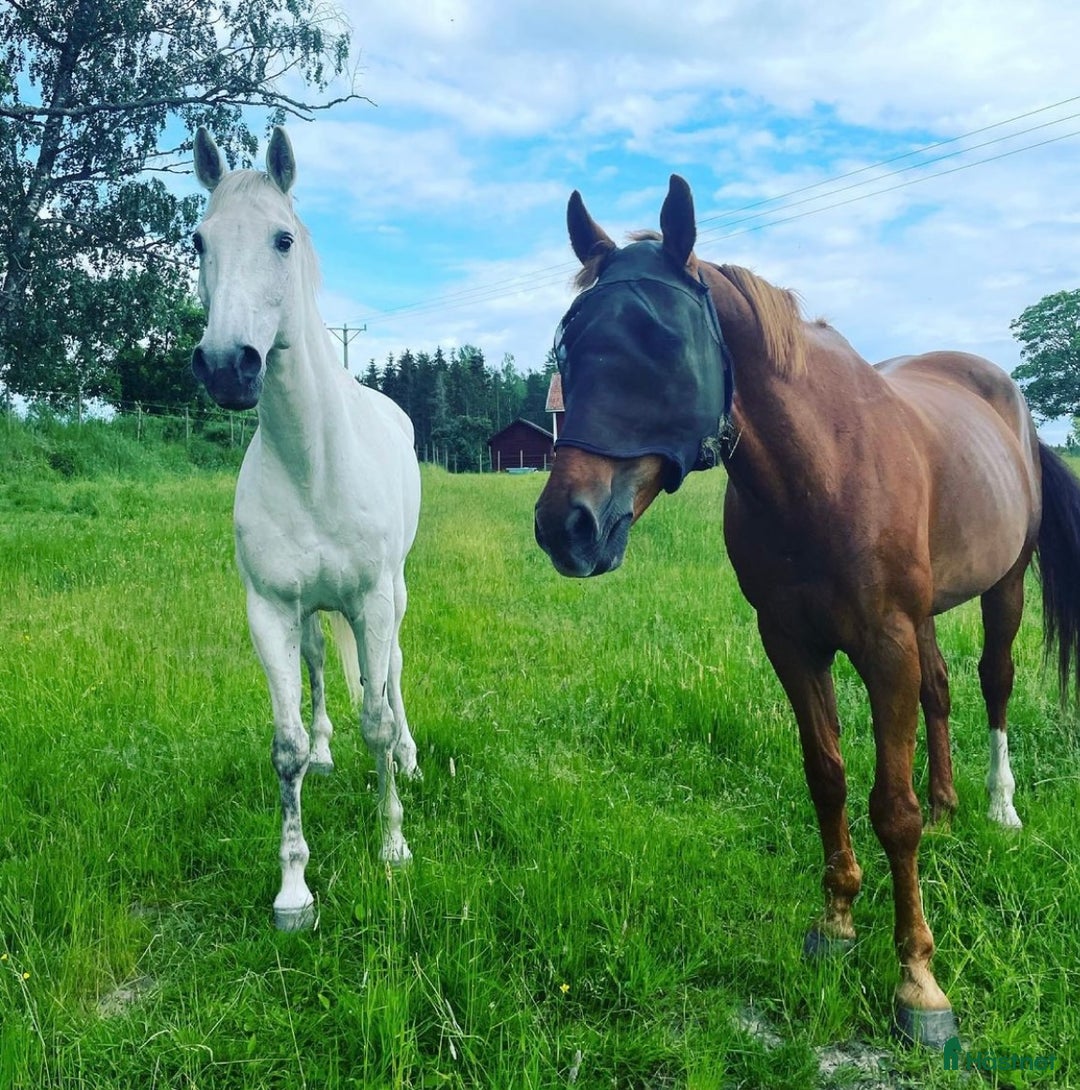  stallplats finnes: Lösdrift för unghingstar  i Nyköping - Annons 1