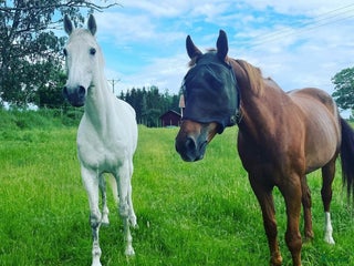 stallplats finnes: Lösdrift för unghingstar i Nyköping - Annons 1