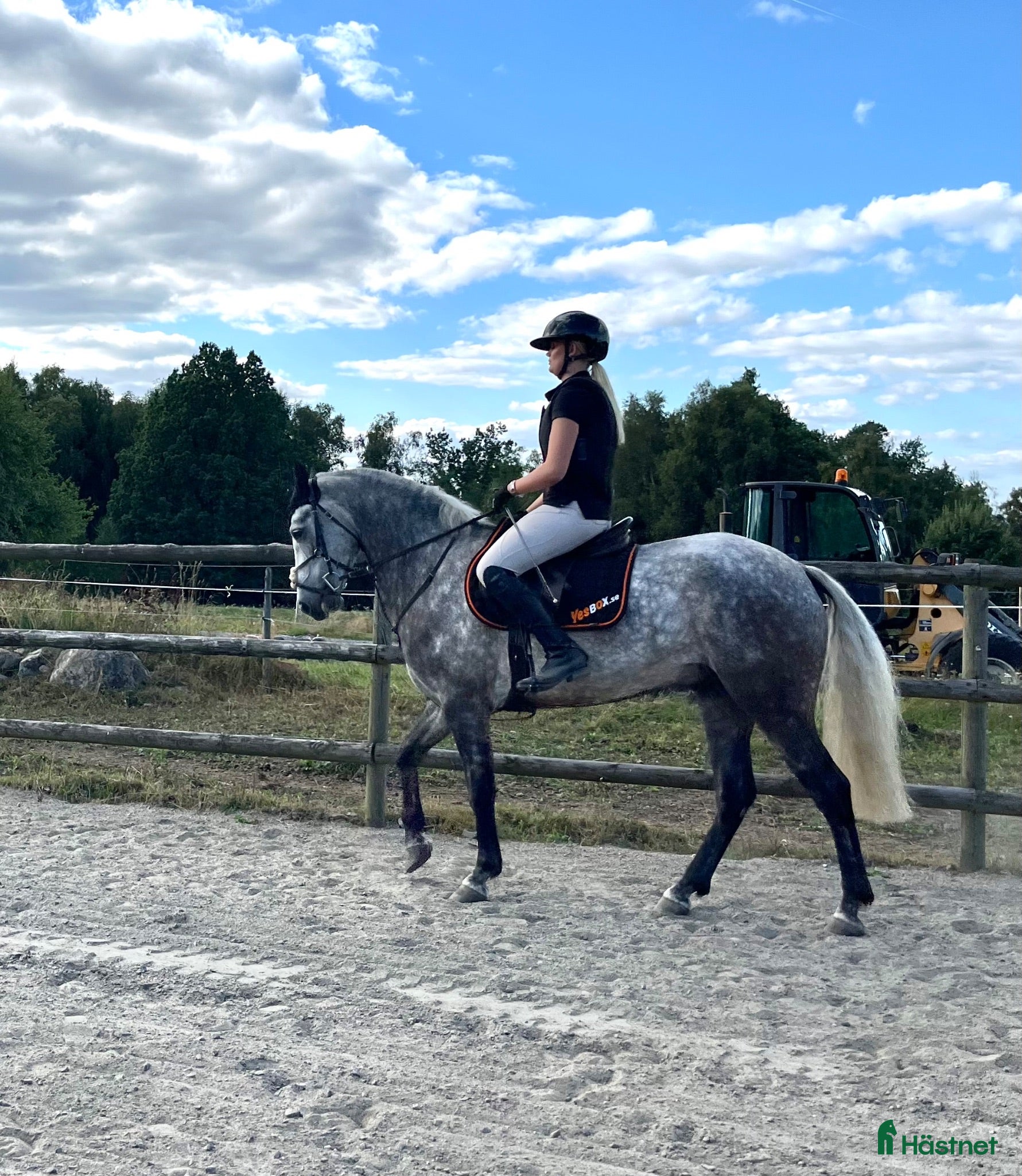  hästar Talangfull connemara med storhästkänsla! - Annons 2