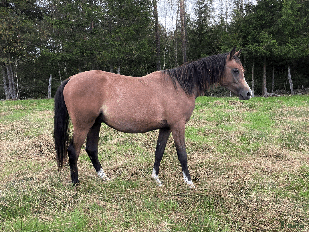 Allround hästar till salu: Trevlig unghingst i Skånes Fagerhult - Annons 2