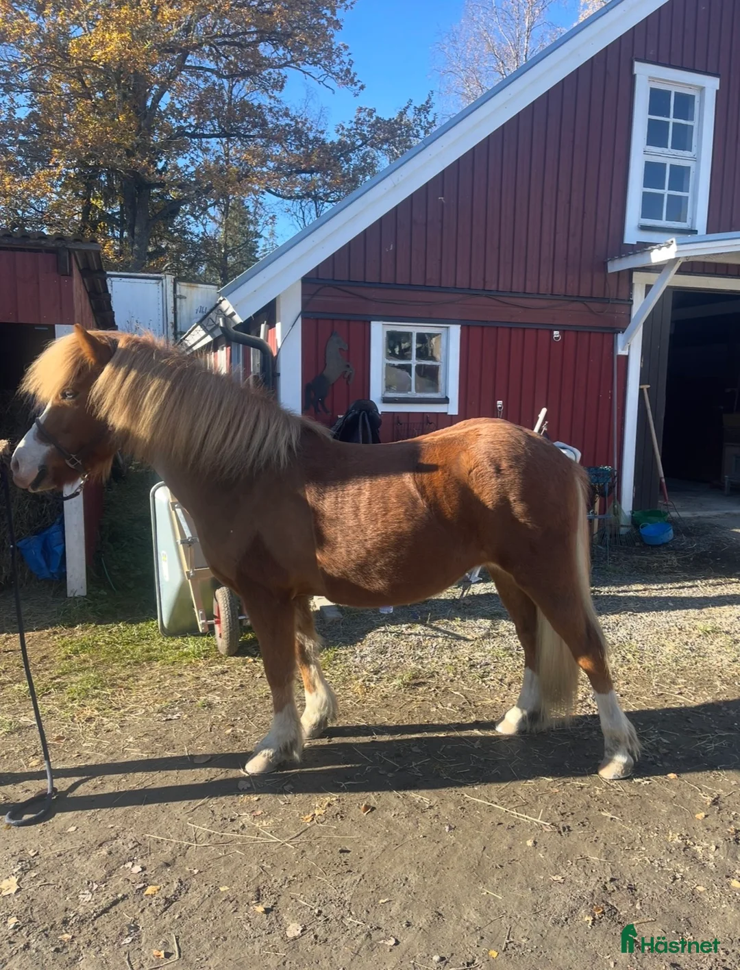 Island hästar till salu: Iða Vom Donnerhall  i Fellingsbro - Annons 1