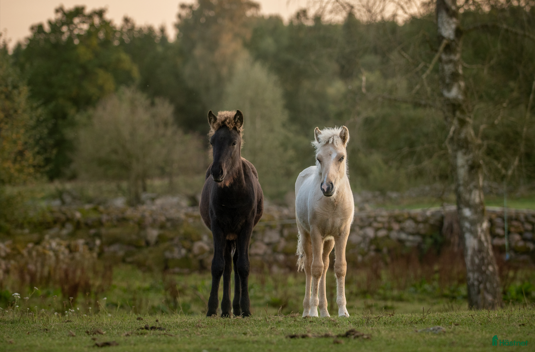 Island hästar till salu: Stor unghingst med gyllene hjärta och potential i Tranås - Annons 4